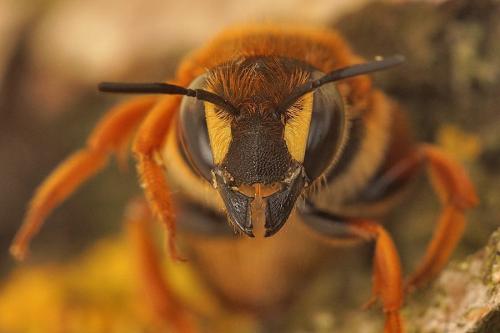 Réf. 270 323 : Rhodanthidium septemdentatum